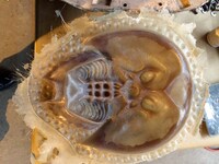 「キラーカブトガニ」メイキング写真