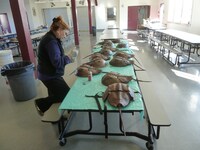 「キラーカブトガニ」メイキング写真