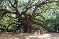 「イントゥ・ザ・ネイチャー 自然が教えてくれること」場面写真