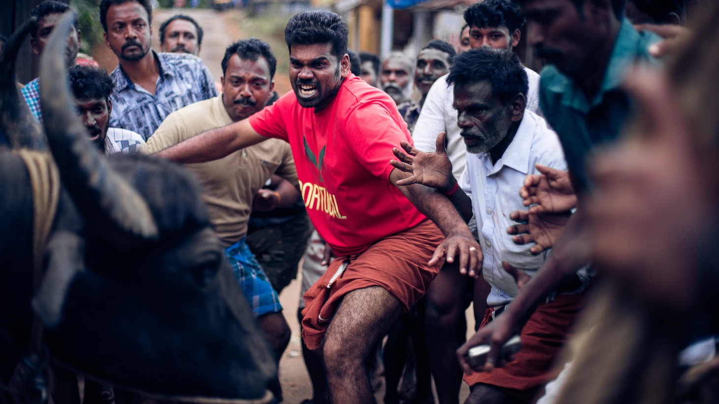 「ジャッリカットゥ 牛の怒り」場面写真 (c)2019 Jallikattu