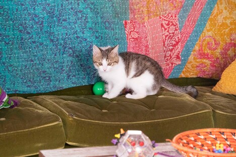 「水は海に向かって流れる」より、猫のミスタームーンライト。