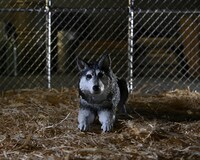 「遊星からの物体X The Thing/ 物体X ドッグ・シング デラックス アルティメット
7インチ アクションフィギュア」