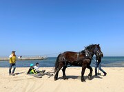 馬とのソリ遊びの様子。