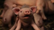 「愛しのクノール」場面カット