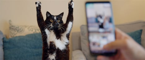 「猫と、とうさん」場面写真