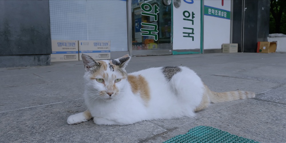 「猫たちのアパートメント」場面写真 (c)2020 MOT FILMS All rights reserved.