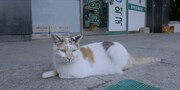 「猫たちのアパートメント」場面写真 (c)2020 MOT FILMS All rights reserved.