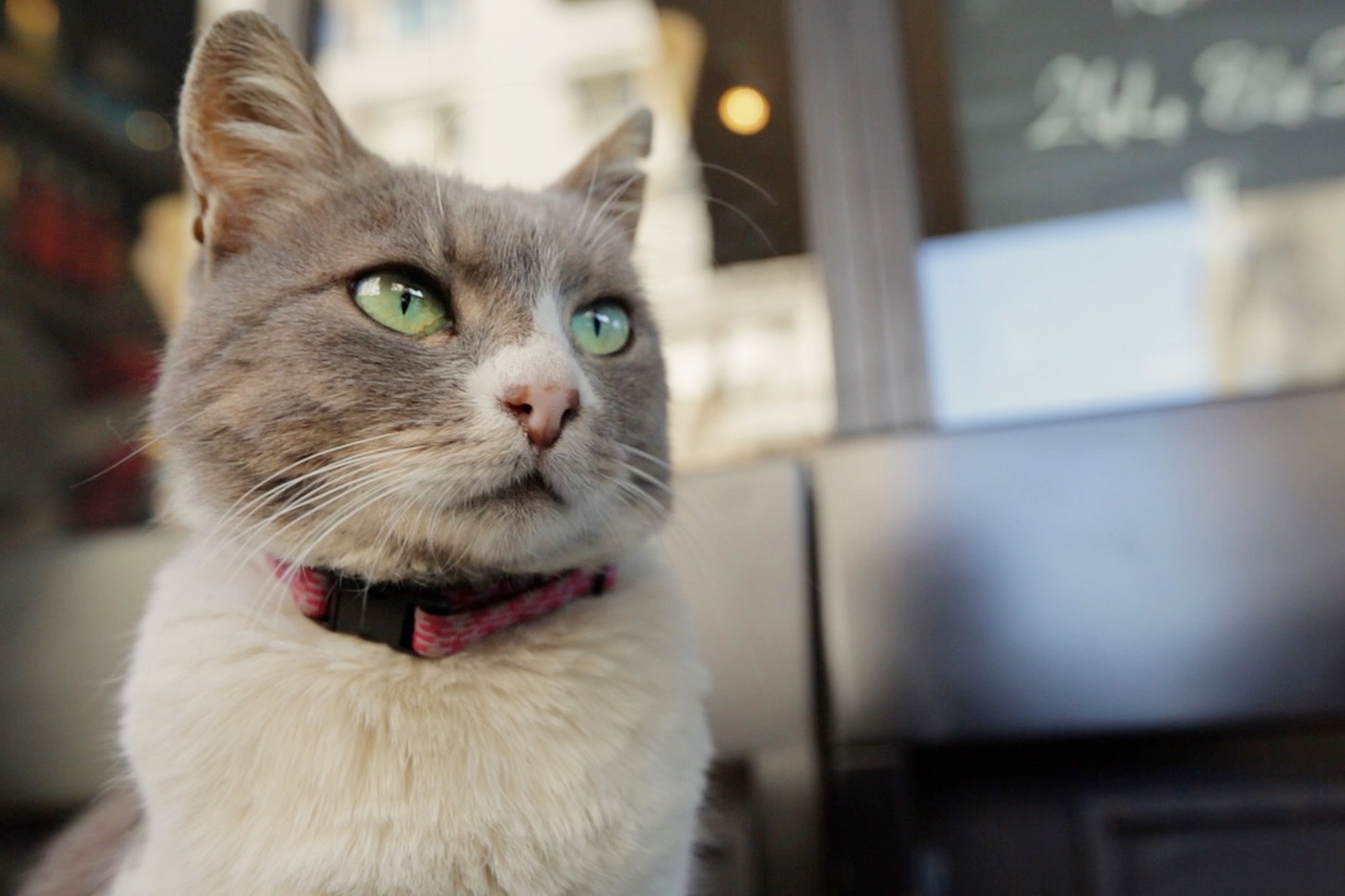 「猫が教えてくれたこと」場面写真 (c)2016 Nine Cats LLC