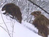 「越後奥三面 山に生かされた日々」場面写真