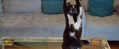 「猫と、とうさん」新場面写真