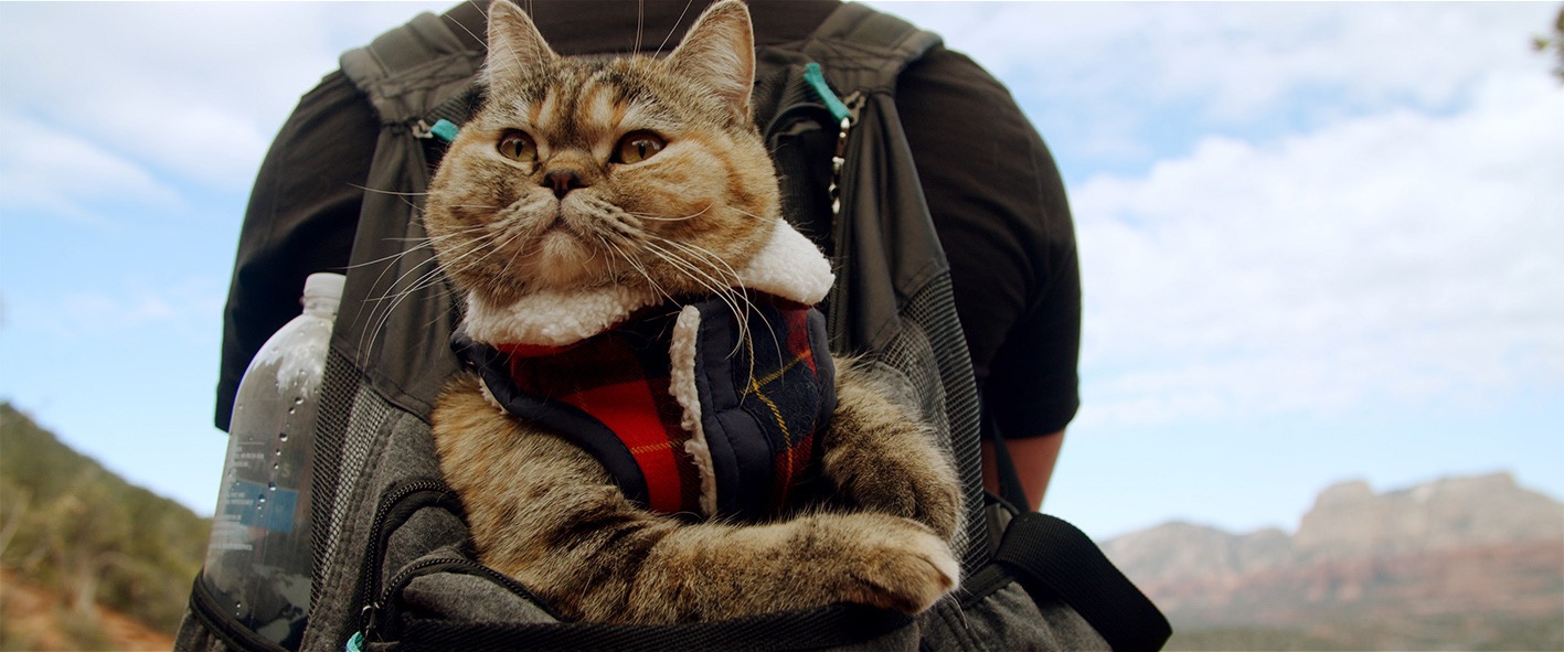 「猫と、とうさん」新場面写真