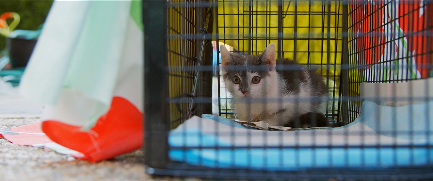 「猫と、とうさん」新場面写真