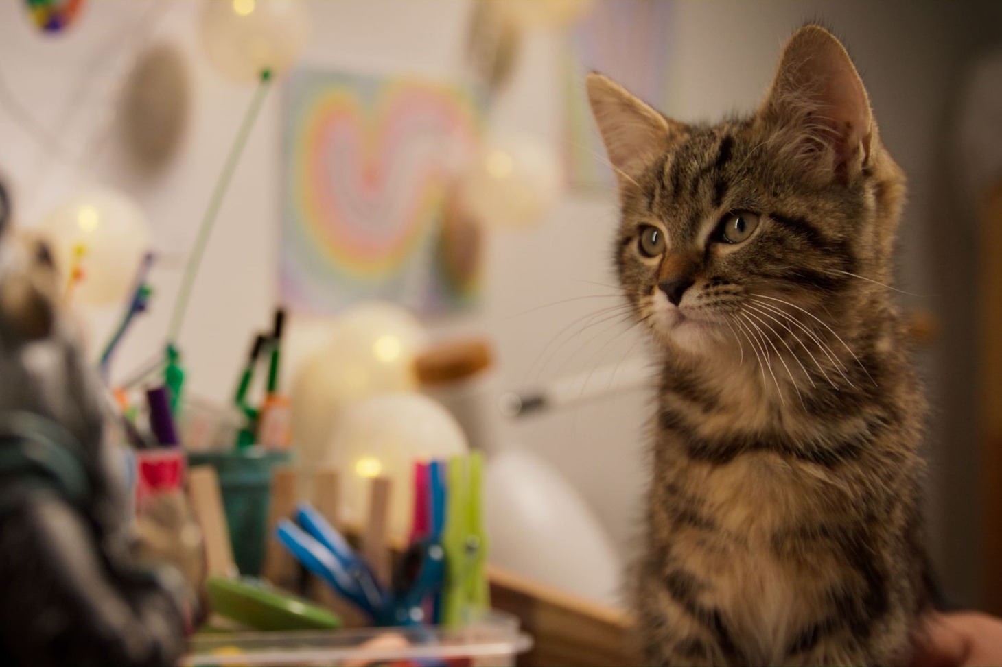 「ルー、パリで生まれた猫」場面写真