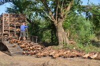 「ダック・アカデミー」場面写真（アジアンドキュメンタリーズで配信中）