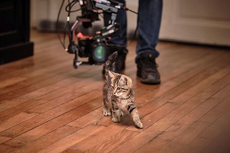 「ルー、パリで生まれた猫」メイキング写真