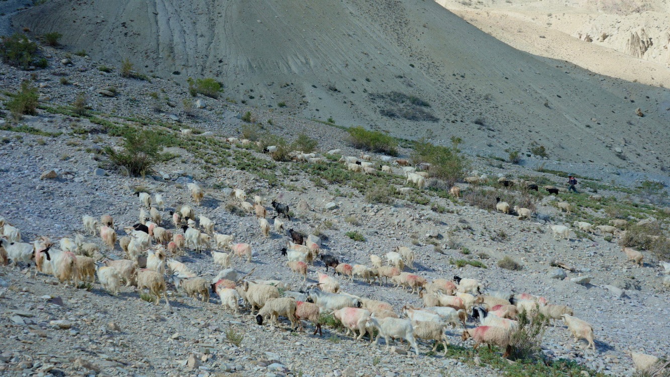 「JULLAY群青のラダック」場面写真