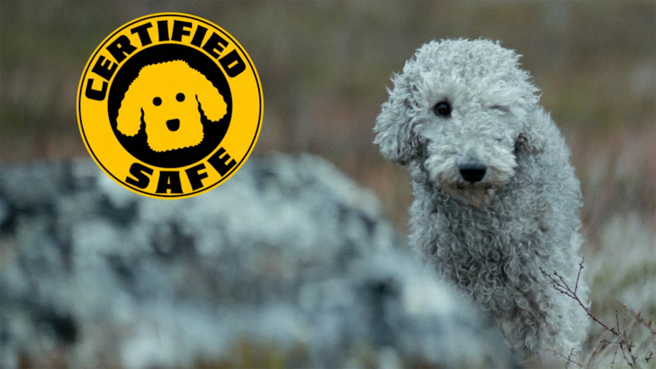 安心してください、犬は無事です！「SISU/シス 不死身の男」相棒・ウッコの特別映像