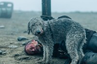 「SISU/シス 不死身の男」場面写真