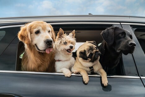 「マイ・ハート・パピー」新場面写真