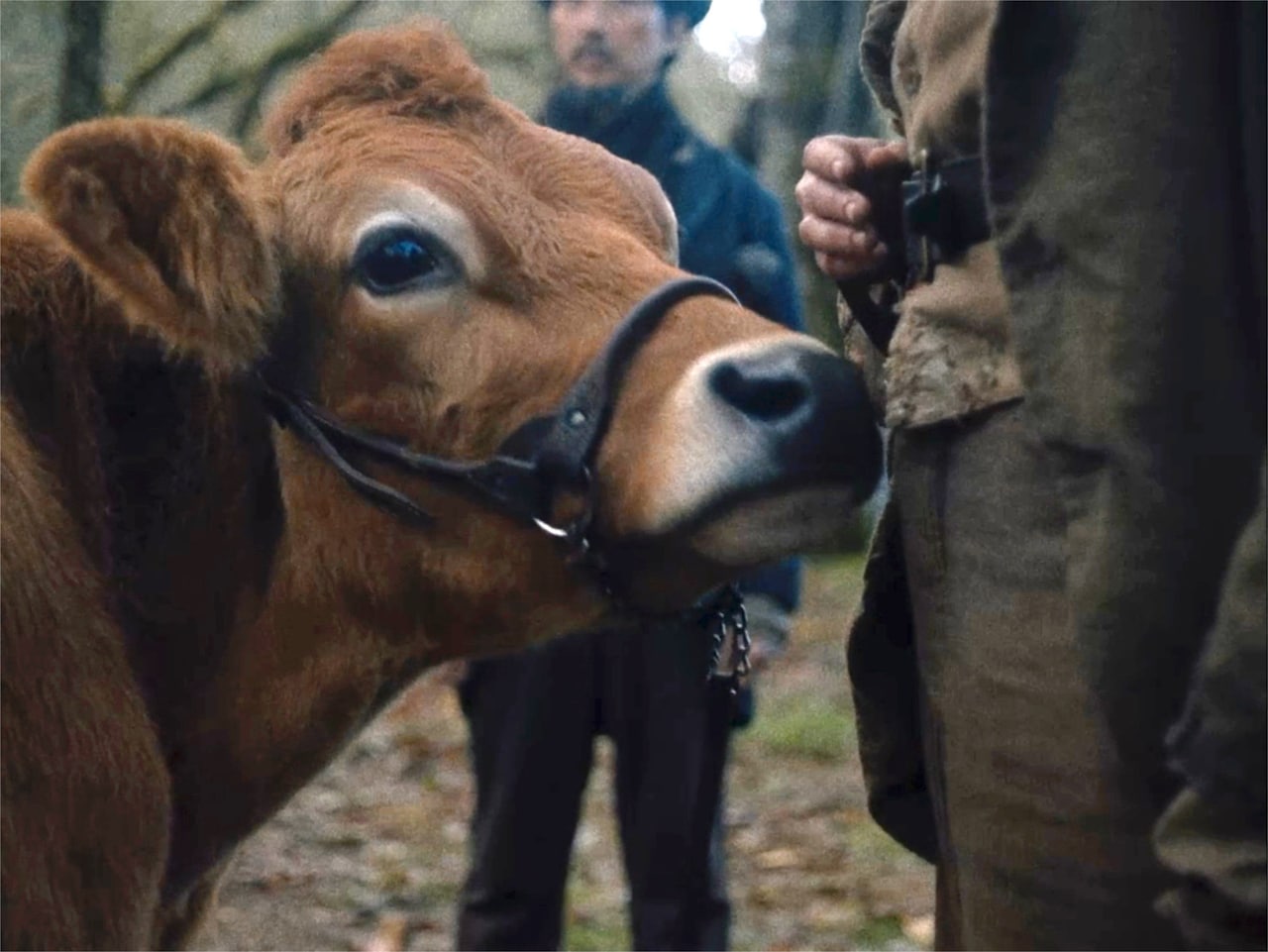 牛のイーヴィーに焦点を当てた「ファースト・カウ」本編映像、三宅唱らのコメントも