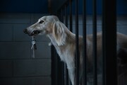 「DOGMAN ドッグマン」場面写真