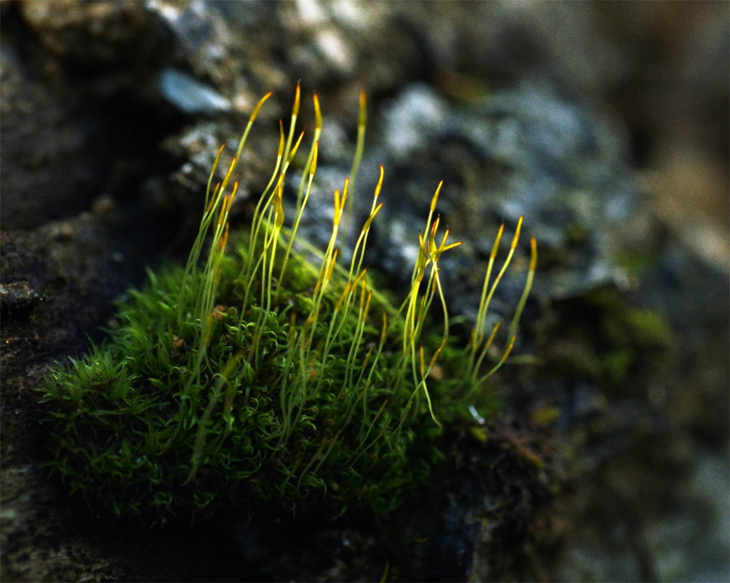 「Here」新場面写真 (c) Quetzalcoatl