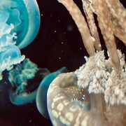 「メビウス」ジャケットビジュアル