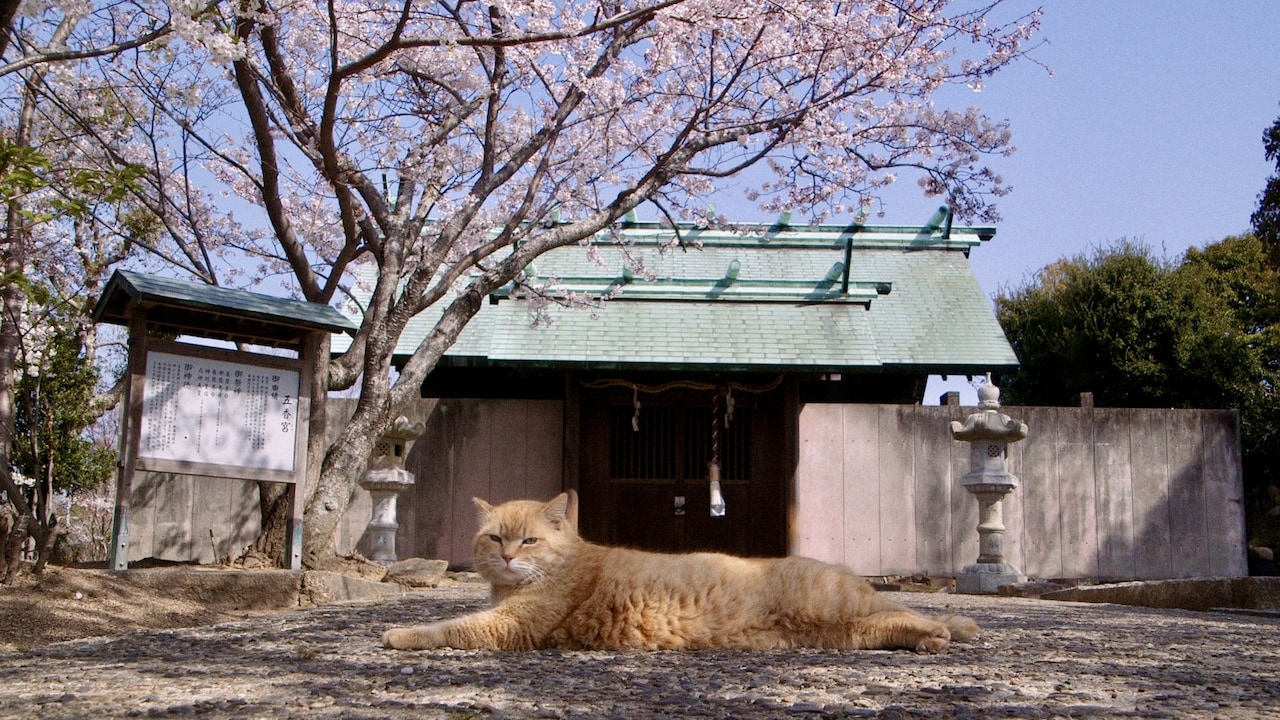 「五香宮の猫」場面写真