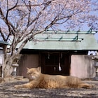 想田和弘のドキュメンタリー「五香宮の猫」予告、小林聡美・ほしよりこらのコメントも