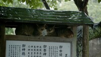 「五香宮の猫」場面写真