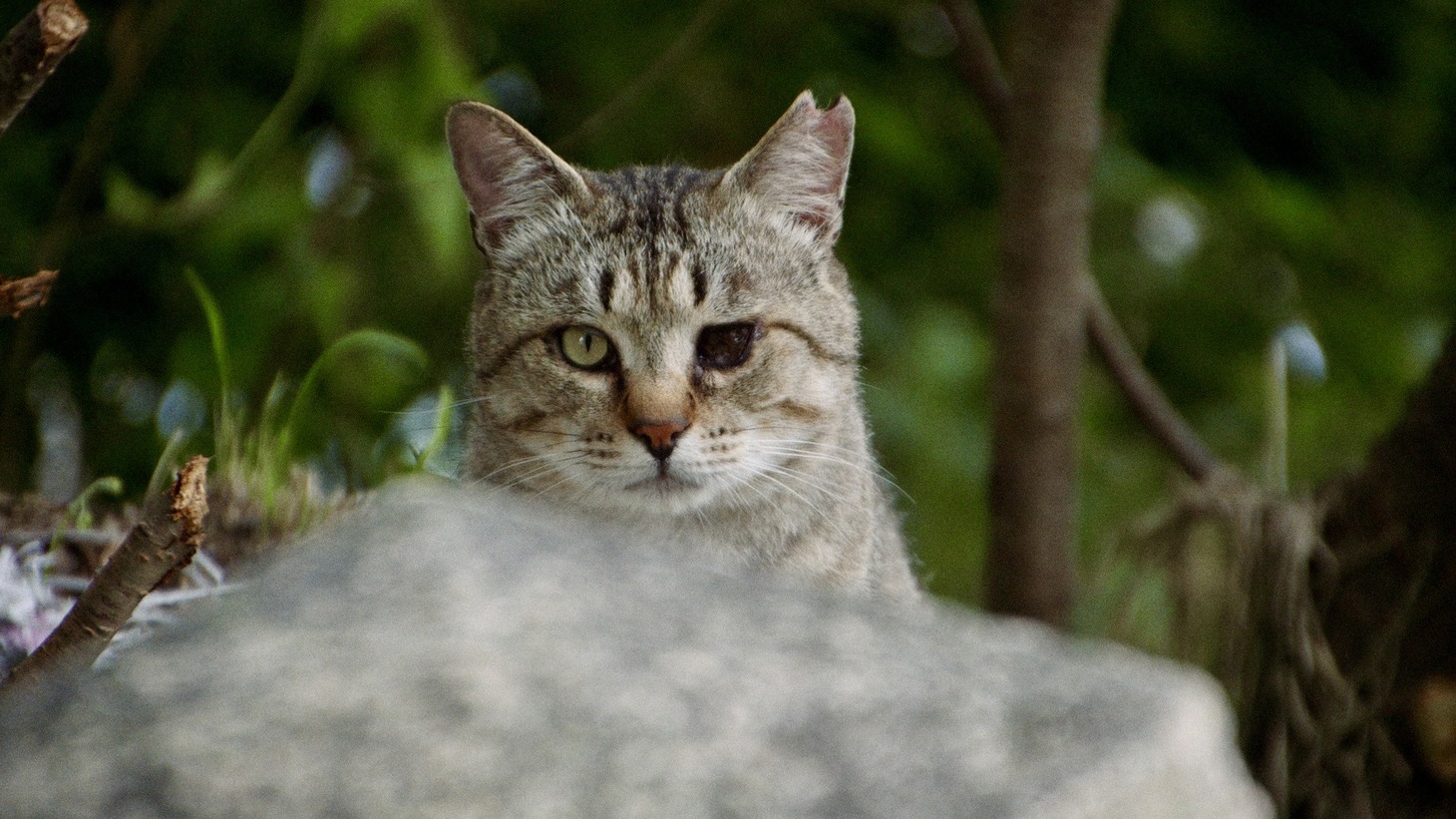 「五香宮の猫」場面写真