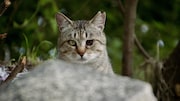 「五香宮の猫」場面写真