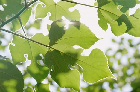 「倭文（しづり） 旅するカジの木」場面写真