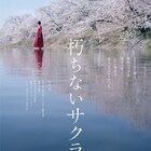 杉咲花の主演作「朽ちないサクラ」6月公開、柚月裕子の警察小説が映画化