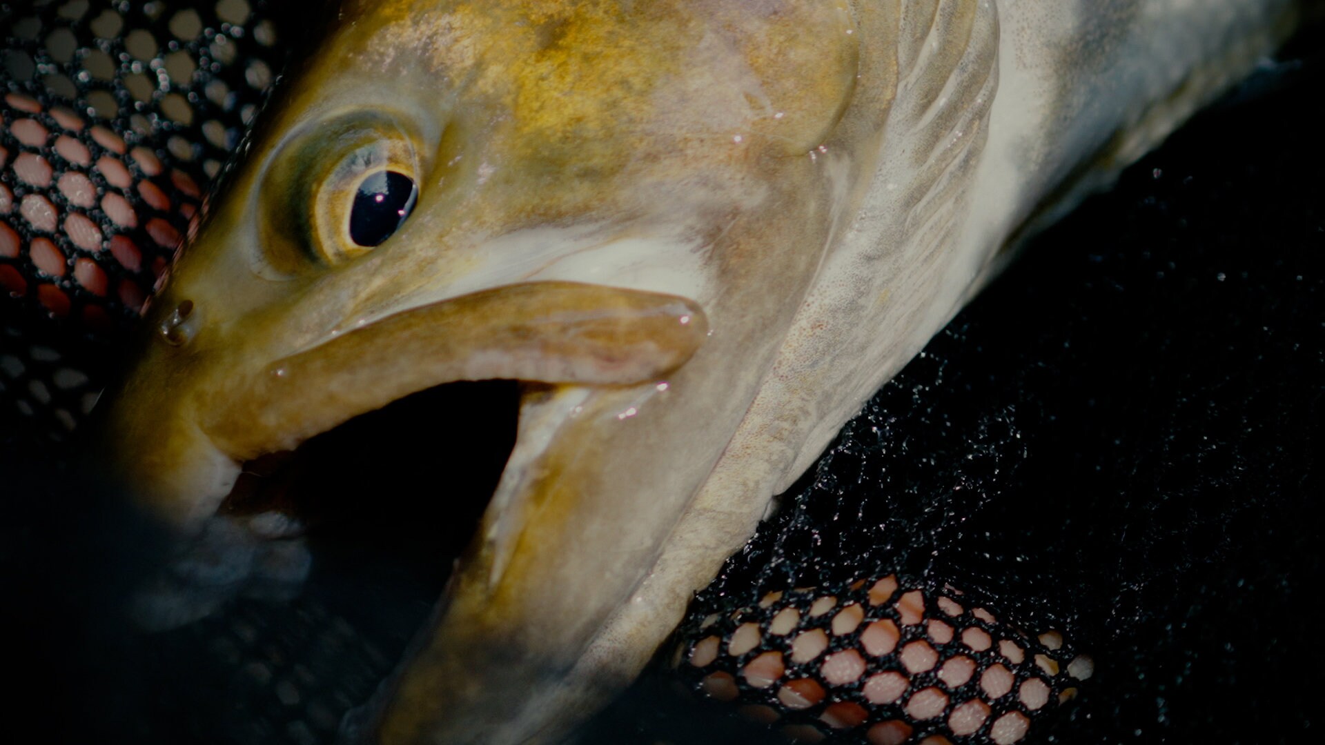 神秘の魚・イワナに焦点を当てたドキュメンタリー4月公開、自然と人間