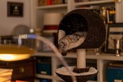 「ARGYLLE/アーガイル」場面写真