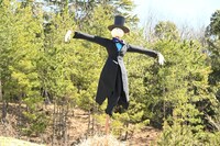 カカシのカブ。