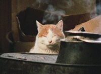 「越後奥三面 山に生かされた日々」場面写真