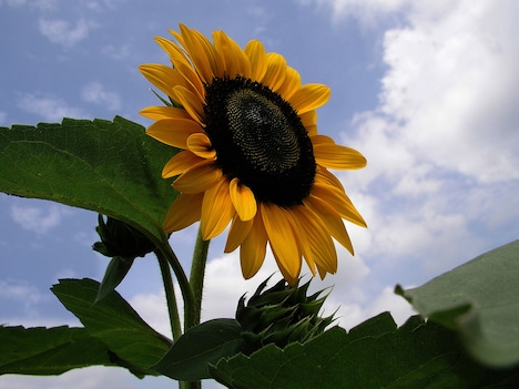 「チーズとうじ虫」場面写真