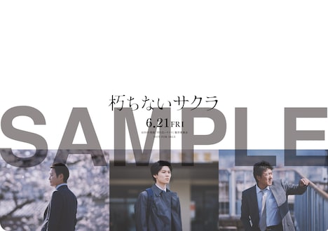 「朽ちないサクラ」前売り特典のオリジナルA5クリアファイル。