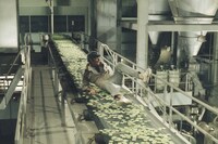 「ソイレント・グリーン 《デジタル・リマスター版》」場面写真