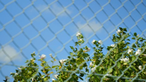 「マミー」場面写真