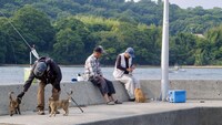 「五香宮の猫」場面写真