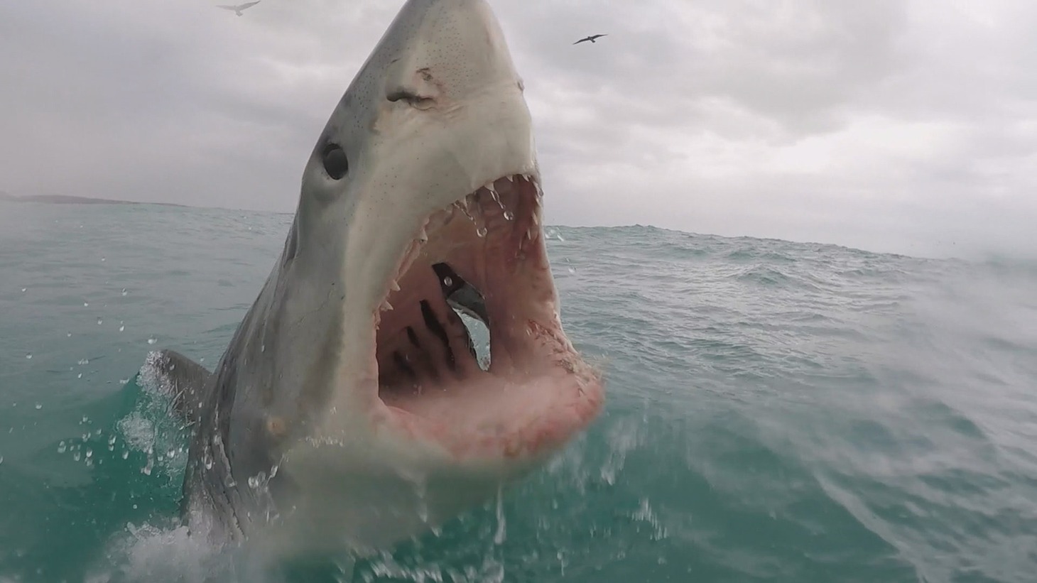「おもしろ解説！ネットでバズったサメ動画集」より。(c)National Geographic