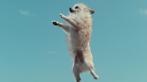 Netflixシリーズ「教えて？ イヌのココロ」場面写真