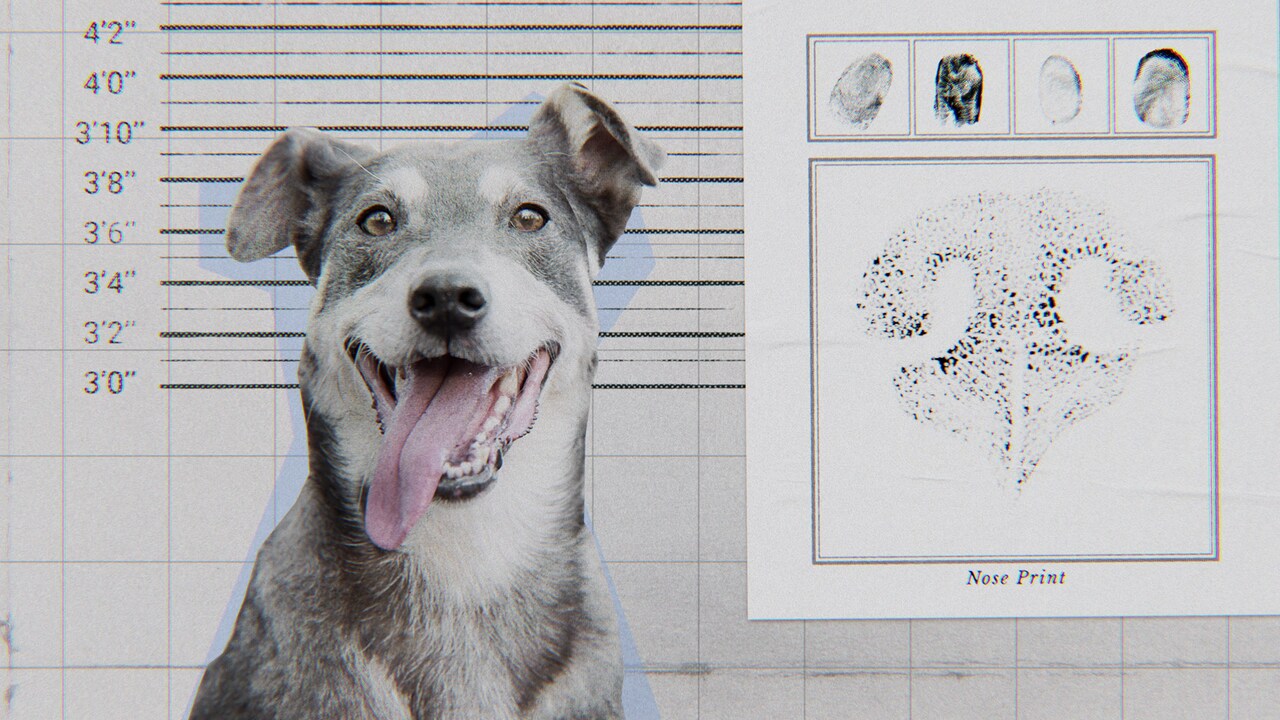 人間の愛すべき親友…それは犬！ドキュメンタリー「教えて？ イヌのココロ」Netflixで配信