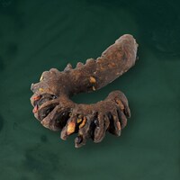 ゴジラのしっぽ（368円）