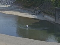 「石がある」場面写真