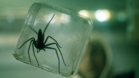 「スパイダー／増殖」新場面写真