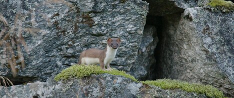 ドキュメンタリー映画「SONG OF EARTH／ソング・オブ・アース」新場面写真